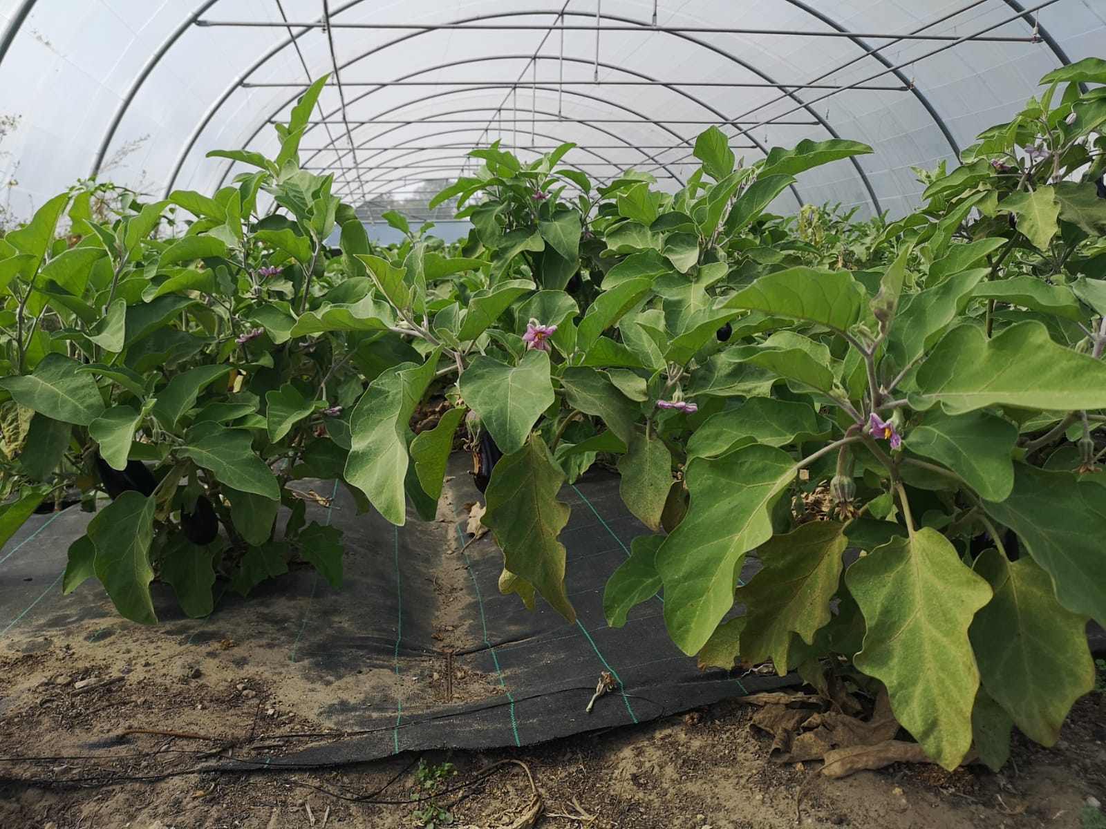 aubergines